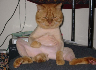 Illustration for article titled Some of the Ugliest Cats on the Internet